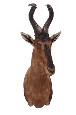 Lot 137 - Taxidermy: Cape Red Hartebeest (Alcelaphus...