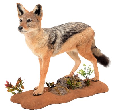 Lot 231 - Taxidermy: Black-Backed Jackal (Canis...