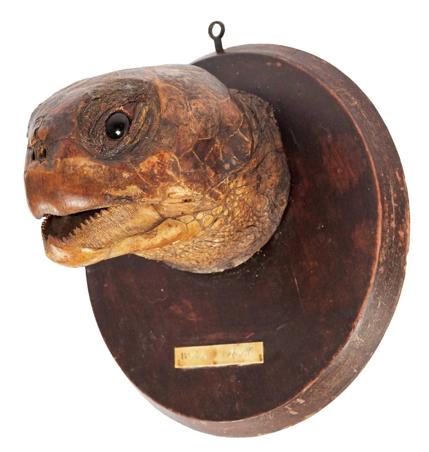 Lot 152 - Taxidermy: An Edwardian Large Green Sea Turtle...