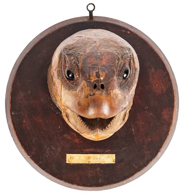 Lot 152 - Taxidermy: An Edwardian Large Green Sea Turtle...