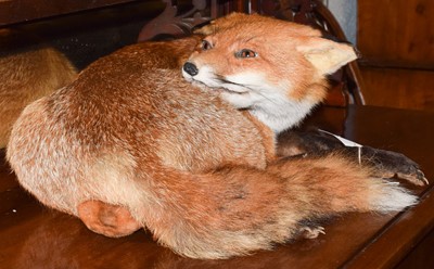 Lot 1253 - Taxidermy: A Fireside Red Fox (Vulpes vulpes),...