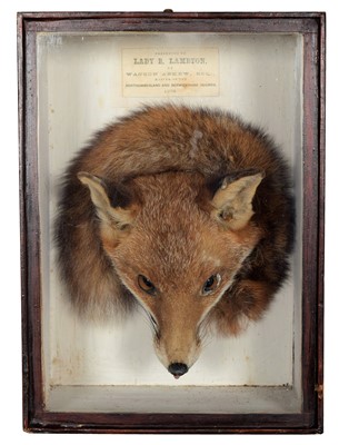 Lot 252 - Taxidermy: A Victorian Cased Red Fox Mask &...