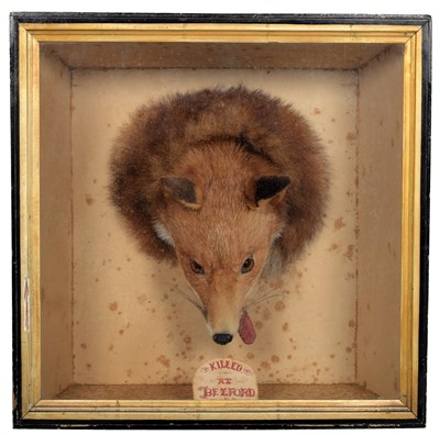 Lot 251 - Taxidermy: A Cased Victorian Red Fox Mask and...