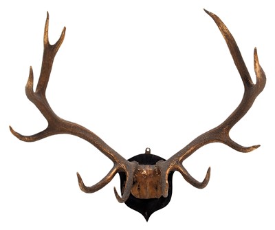 Lot 48 - Antlers/Horns: Hangul or Kashmir Deer (Cervus...