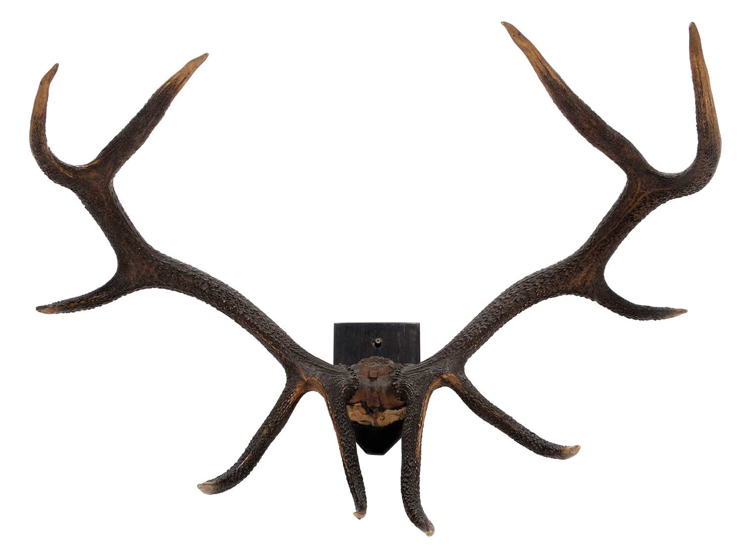 Lot 6 - Antlers/Horns: Hangul or Kashmir Deer (Cervus...