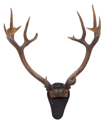 Lot 24 - Antlers/Horns: Barasingha or Swamp Deer...