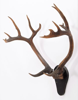 Lot 24 - Antlers/Horns: Barasingha or Swamp Deer...