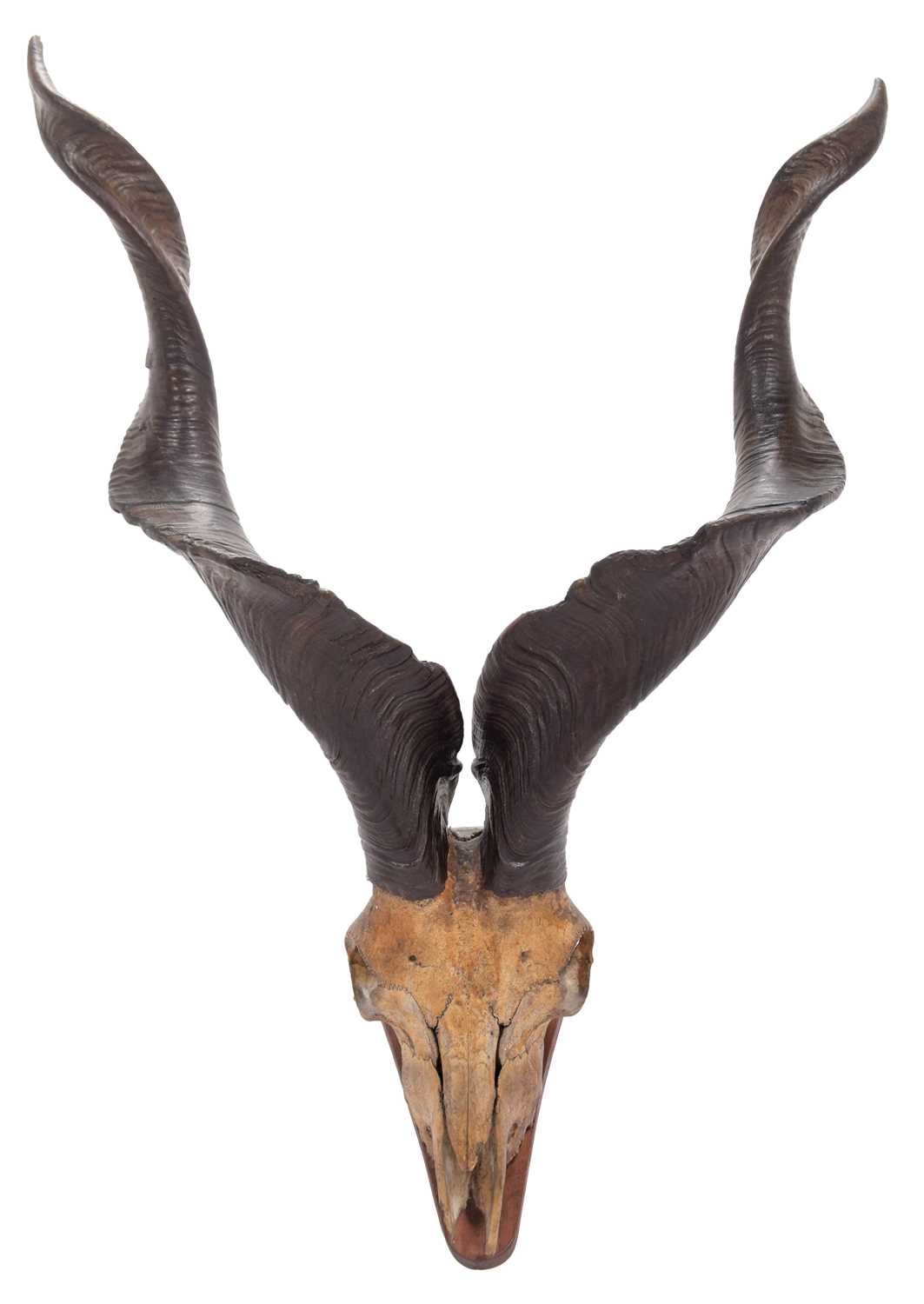 Lot 22 - Antlers/Horns: Astor Markhor (Capra falconeri...