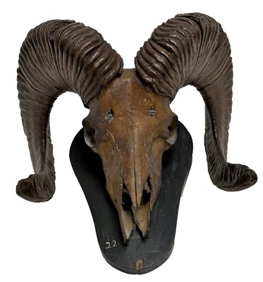 Lot 21 - Antlers/Horns: Tibetan Argali (Ovis ammon...