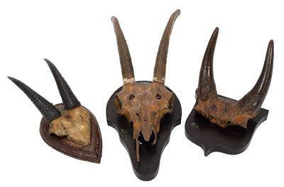 Lot 12 - Antlers/Horns: Himalyan Serow, Nilgai,...