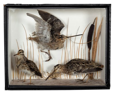 Lot 253 - Taxidermy: A Cased Diorama of Common Snipe &...