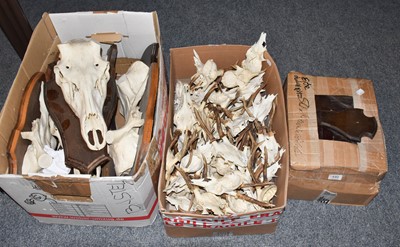 Lot 440 - Antlers/Shields: A Quantity of Roebuck Antlers...
