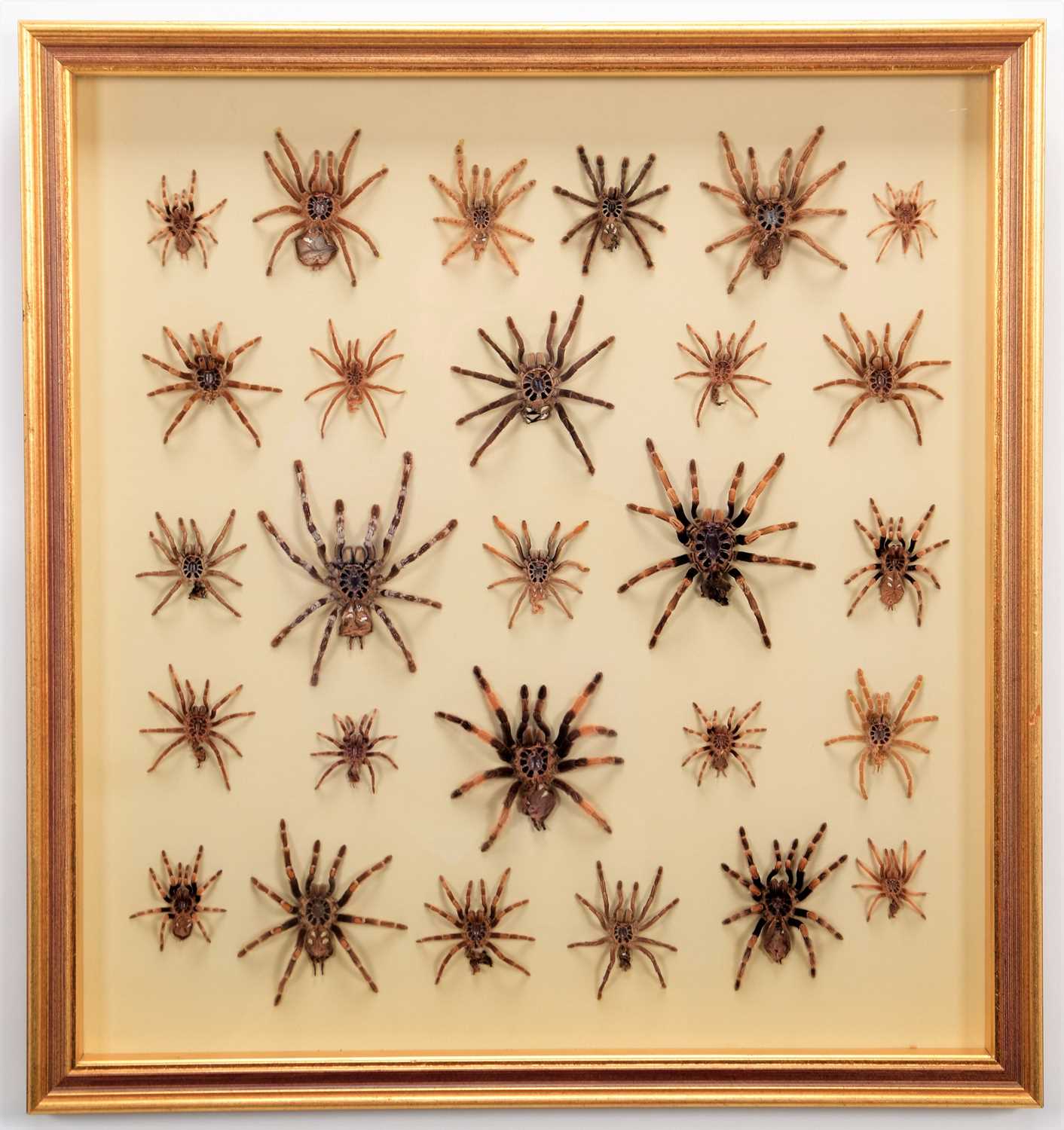 Lot 115 - Natural History: A Framed Display of Tarantula...