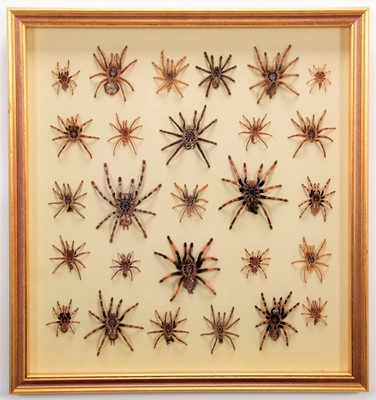 Lot 115 - Natural History: A Framed Display of Tarantula...