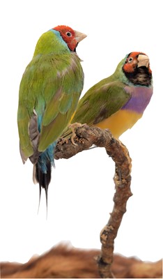 Lot 94 - Taxidermy: A Pair of Red-Headed Gouldian...