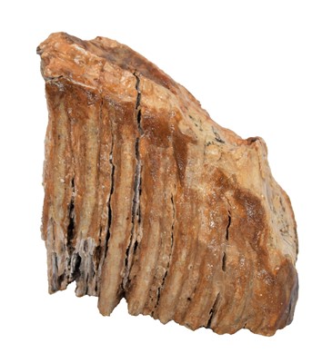 Lot 133 - Natural History: A Section of Mammoth Tooth...