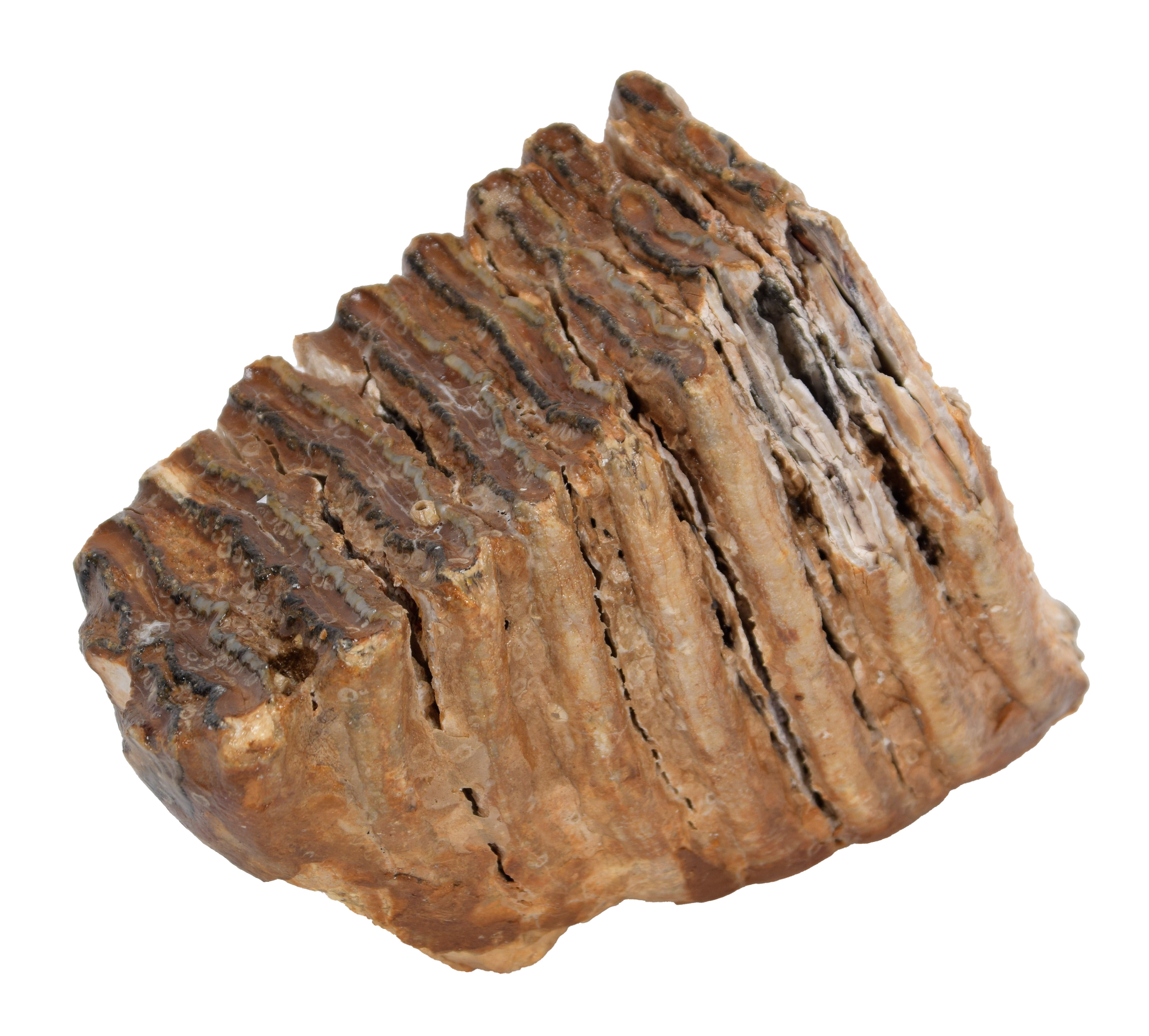 Lot 133 - Natural History: A Section of Mammoth Tooth