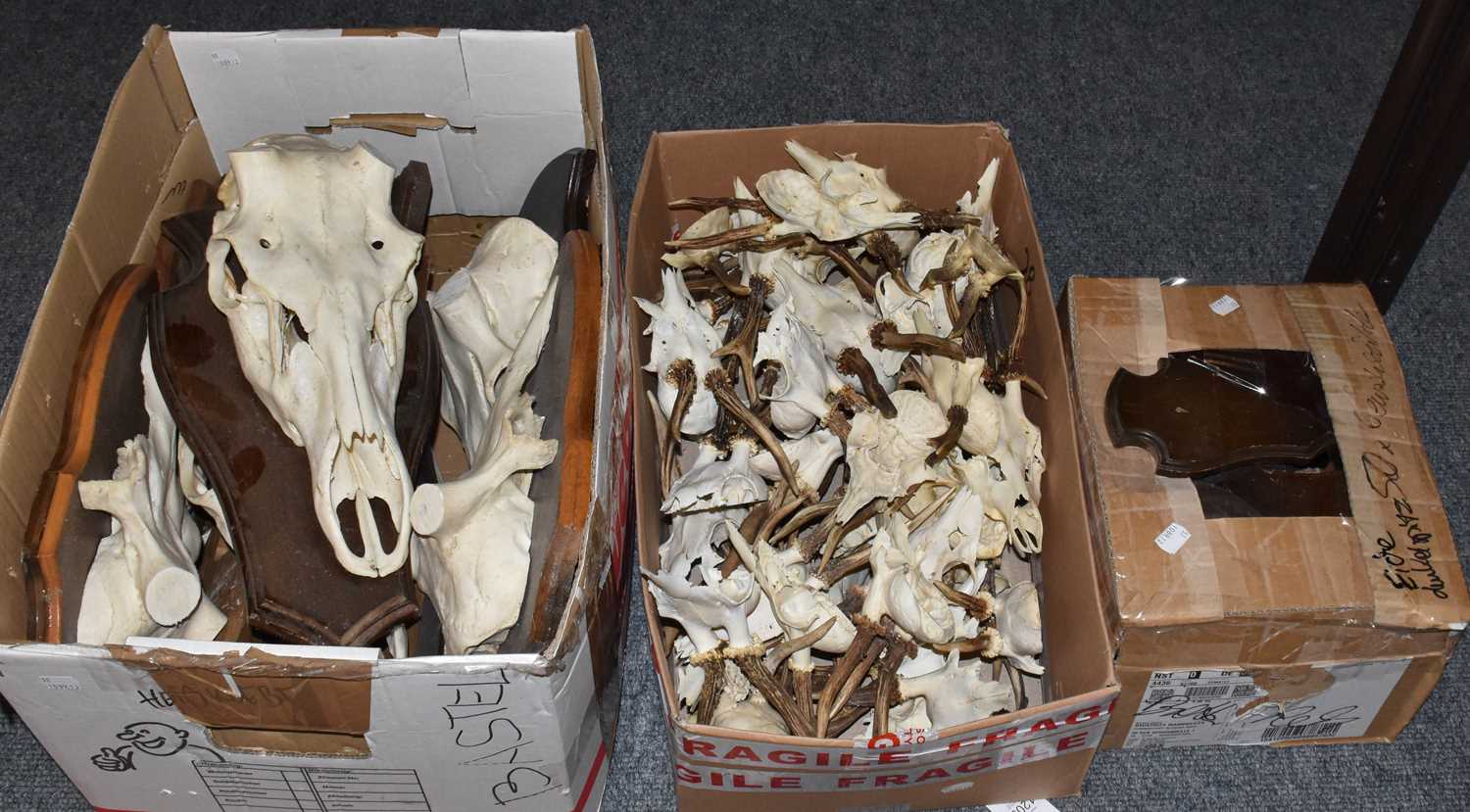 Lot 1247 - Antlers/Shields: A Quantity of Roebuck Antlers...