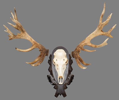 Lot 272 - Antlers/Horns: European Red Deer (Cervus...