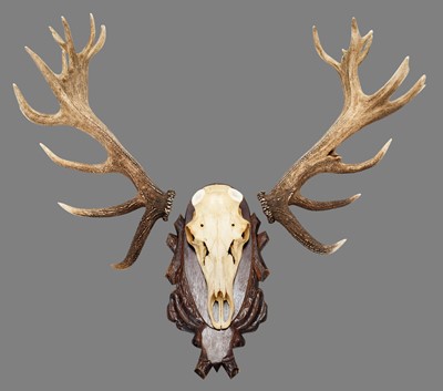 Lot 182 - Antlers/Horns: European Red Deer (Cervus...