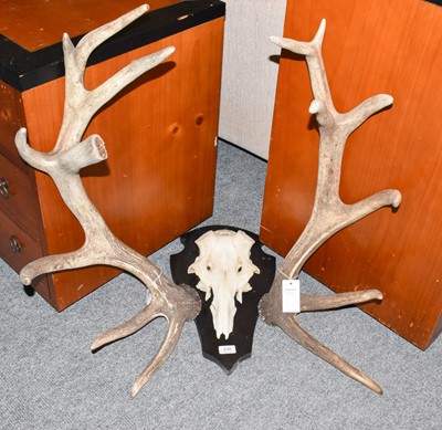Lot 438 - Antlers/Horns: European Red Deer (Cervus...