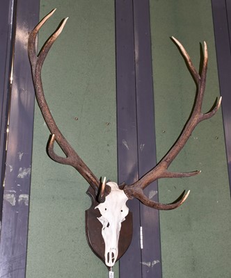 Lot 436 - Antlers/Horns: European Red Deer (Cervus...