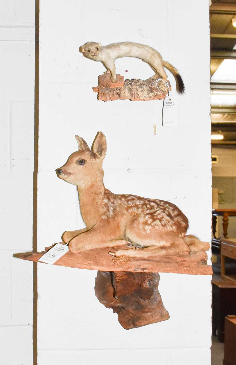 Lot 448 - Taxidermy: A Fallow Deer Fawn & Ermine, a full...