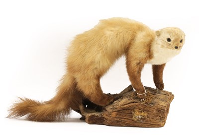 Lot 443 - Taxidermy: A Group of European Countryside...