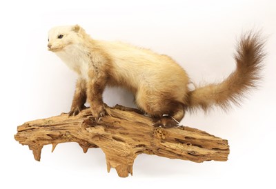 Lot 443 - Taxidermy: A Group of European Countryside...