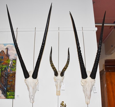 Lot 445 - Antlers/Horns: Kalahari Gemsbok Oryx & Blesbok,...
