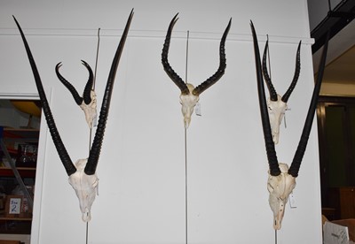 Lot 442 - Horns/Skulls: A Selection of African Game...