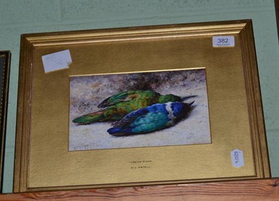 Lot 382 - Helen Cordelia Angell (1847-1884) ";Foreign Birds";, signed, watercolour