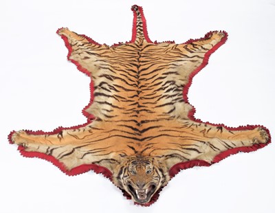 Lot 62 - Taxidermy: Bengal Tiger Skin Rug (Panthera...