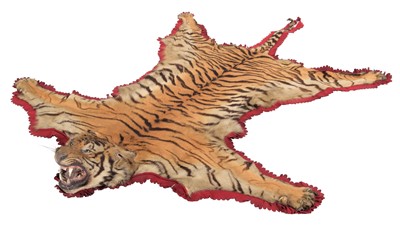 Lot 62 - Taxidermy: Bengal Tiger Skin Rug (Panthera...