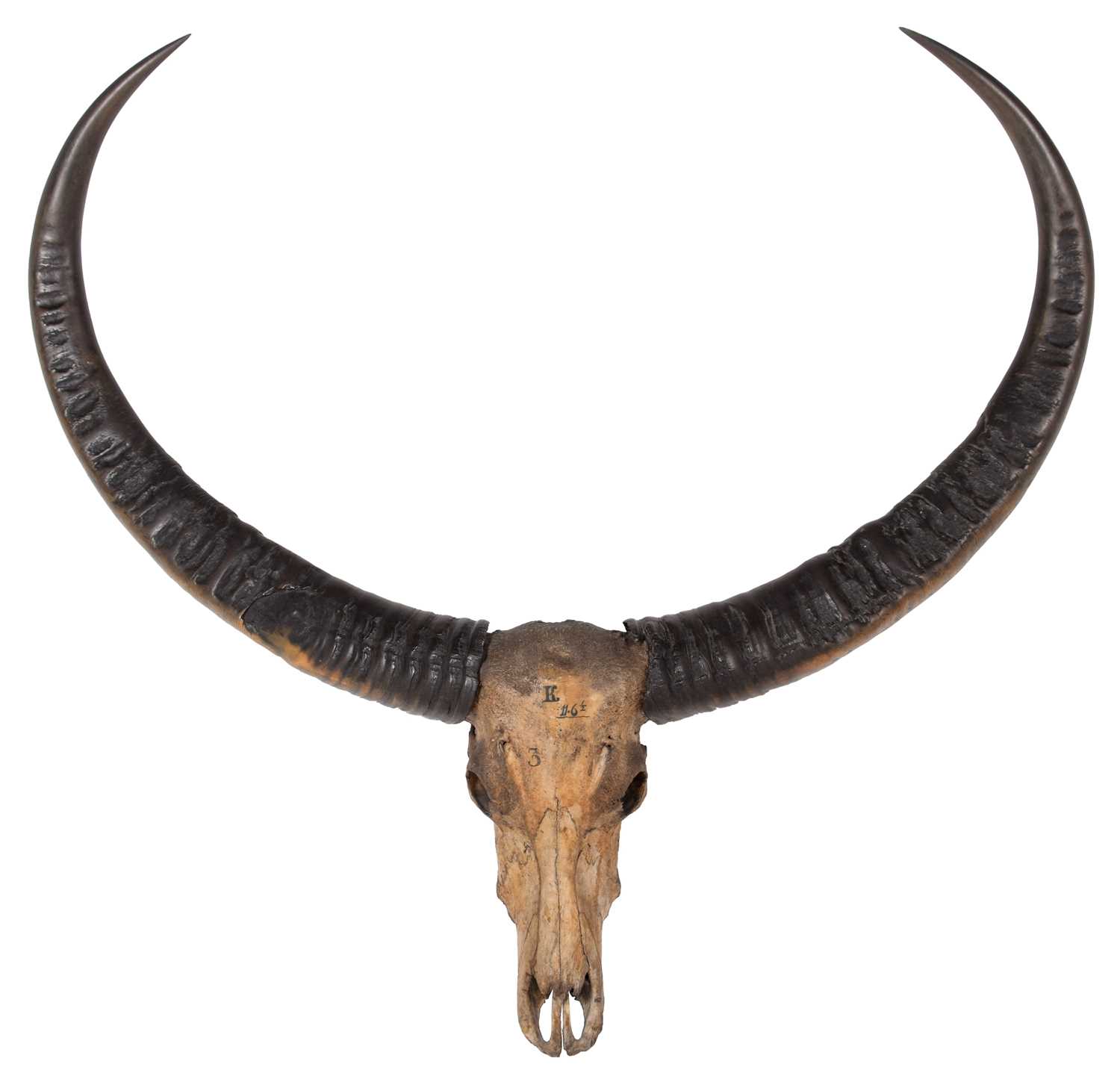 Lot 35 - Antlers/Horns: Assam Water Buffalo (Bubalus...