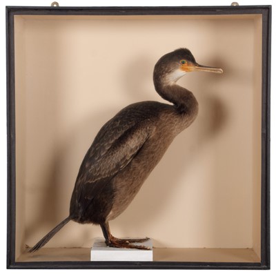 Lot 113 - Taxidermy: A Late Victorian Cased Juvenile...