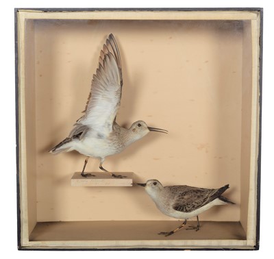 Lot 95 - Taxidermy: A Late Victorian Cased Pair of...