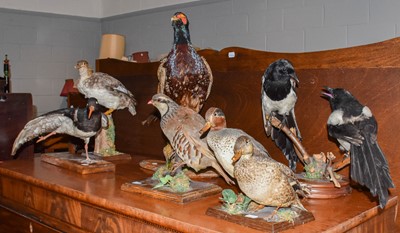 Lot 433 - Taxidermy: A Collection of Various Mounted...