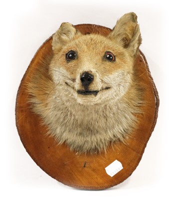 Lot 441 - Taxidermy: A Victorian Fallow Deer and Red Fox...