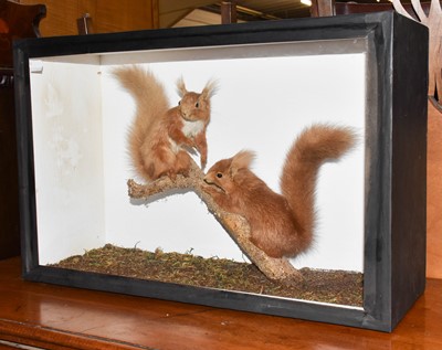 Lot 434 - Taxidermy: A Cased Pair of Red Squirrels...
