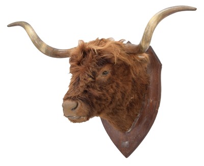 Lot 32 - Taxidermy: Scottish Highland Cattle (Bos...
