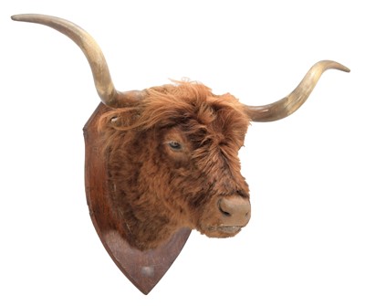 Lot 32 - Taxidermy: Scottish Highland Cattle (Bos...