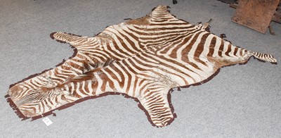 Lot 444 - Hides/Skins: Burchell's Zebra Hide Rug (Equus...
