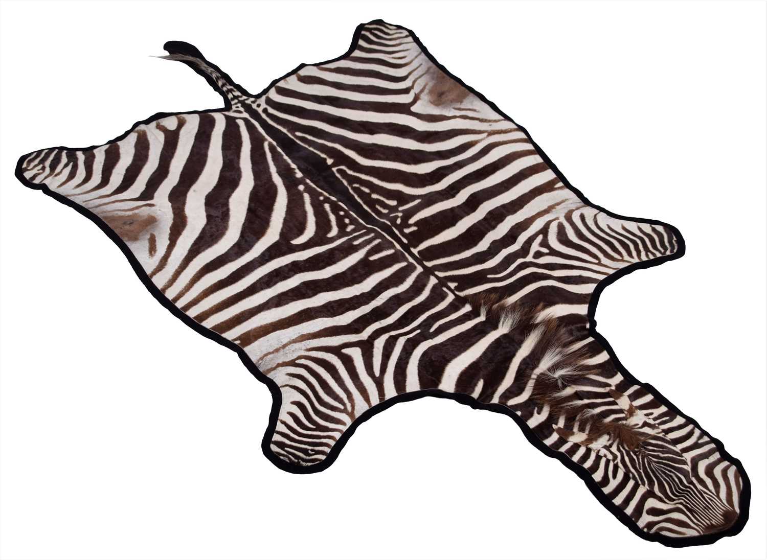 Lot 76 - Hides/Skins: A Burchell's Zebra Hide Rug...