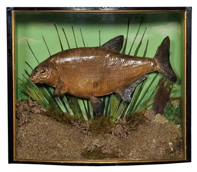 Lot 236 - Taxidermy: A Cased Bronze Bream (Abramis...