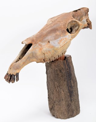Lot 114 - Skulls/Anatomy: A Horse Skull on Stand (Equus...