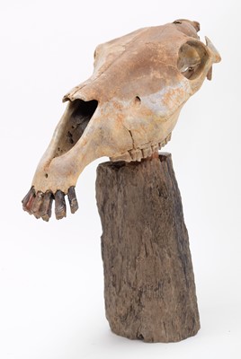 Lot 114 - Skulls/Anatomy: A Horse Skull on Stand (Equus...