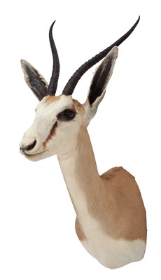 Lot 334 - Taxidermy: Female Springbok Hybrid (Antidorcas...