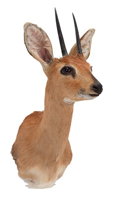 Lot 125 - Taxidermy: South African Steenbok (Raphicerus...