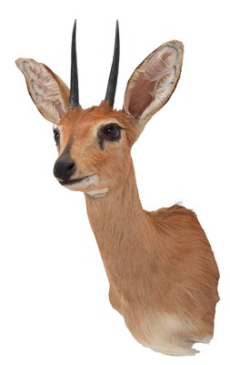 Lot 125 - Taxidermy: South African Steenbok (Raphicerus...